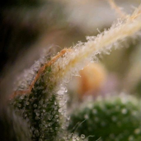 GSCE 5 Stumpy far Left growlog timeline photo