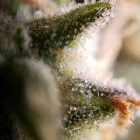 GSCE 5 Stumpy far Left growlog timeline photo