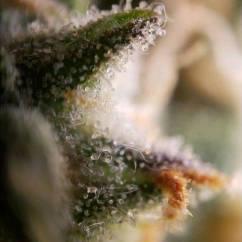 GSCE 5 Stumpy far Left growlog timeline photo