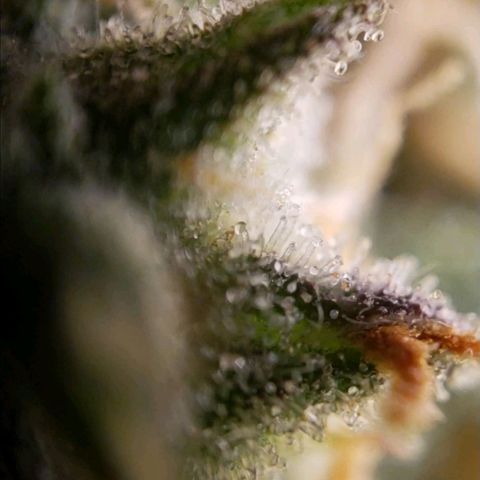 GSCE 5 Stumpy far Left growlog timeline photo