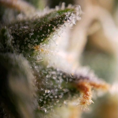 GSCE 5 Stumpy far Left growlog timeline photo