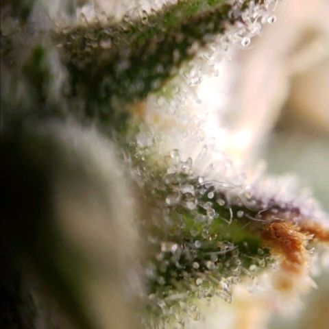 GSCE 5 Stumpy far Left growlog timeline photo