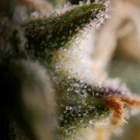 GSCE 5 Stumpy far Left growlog timeline photo