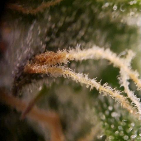 GSCE 5 Stumpy far Left growlog timeline photo