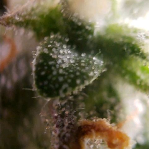 GSCE 5 Stumpy far Left growlog timeline photo