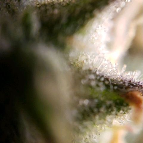 GSCE 5 Stumpy far Left growlog timeline photo