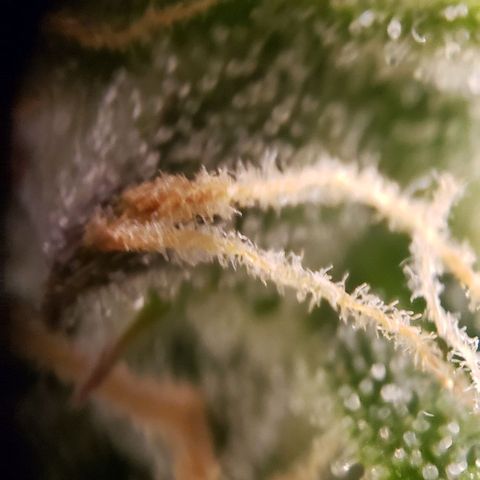 GSCE 5 Stumpy far Left growlog timeline photo