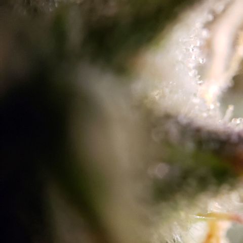 GSCE 5 Stumpy far Left growlog timeline photo