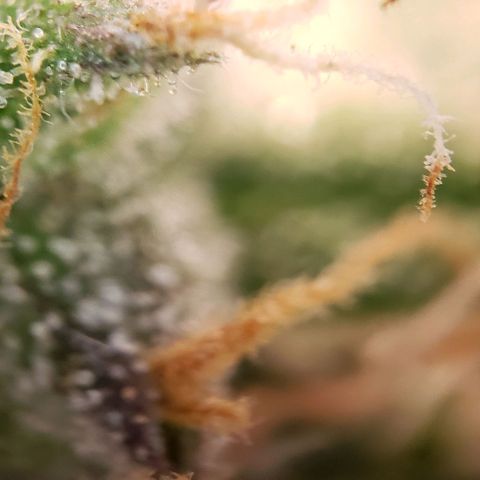 GSCE 5 Stumpy far Left growlog timeline photo