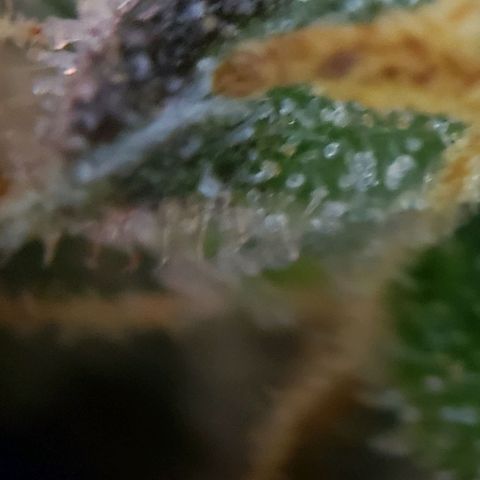 GSCE 5 Stumpy far Left growlog timeline photo