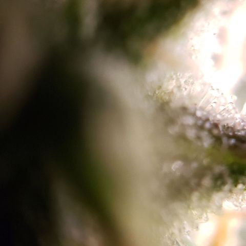 GSCE 5 Stumpy far Left growlog timeline photo