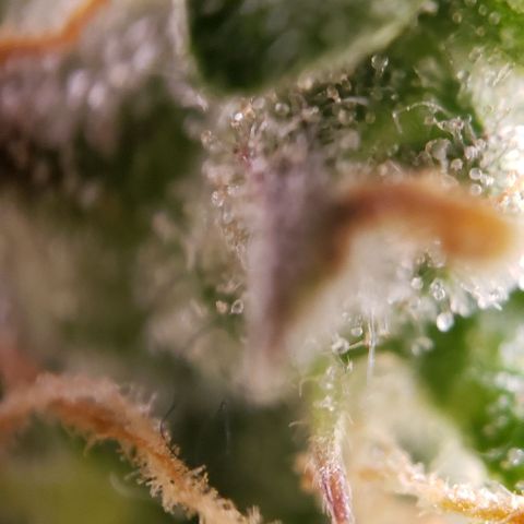 GSCE 5 Stumpy far Left growlog timeline photo