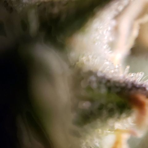 GSCE 5 Stumpy far Left growlog timeline photo