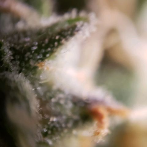 GSCE 5 Stumpy far Left growlog timeline photo