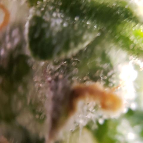 GSCE 5 Stumpy far Left growlog timeline photo