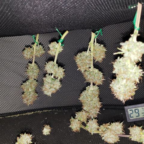 GSCE 2 Back growlog photo: Drying