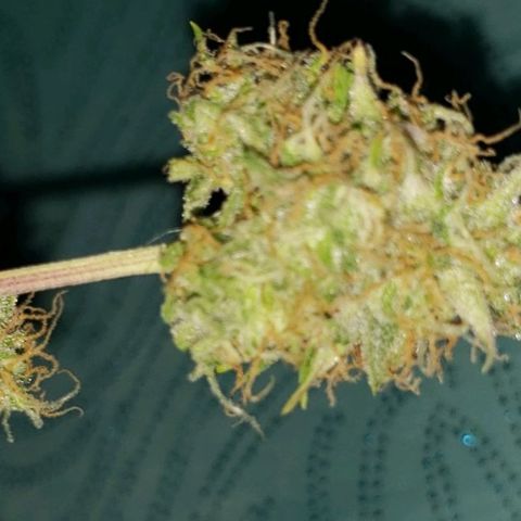 GSCE 2 Back growlog photo: Early sample