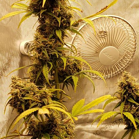 GSCE 5 Stumpy far Left growlog timeline photo