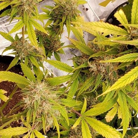 GSCE 5 Stumpy far Left growlog timeline photo