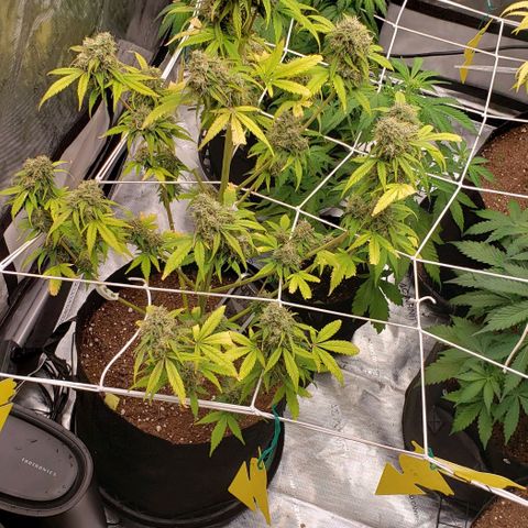 GSCE 5 Stumpy far Left growlog timeline photo