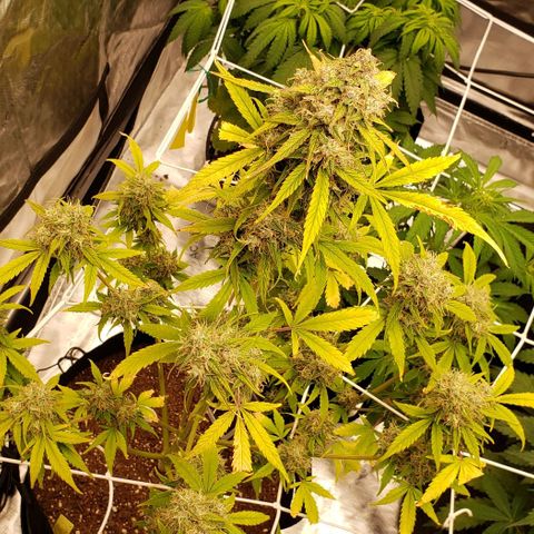 GSCE 5 Stumpy far Left growlog timeline photo