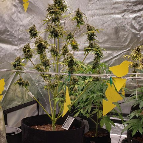 GSCE 5 Stumpy far Left growlog timeline photo