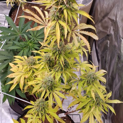 GSCE 1 Front growlog timeline photo