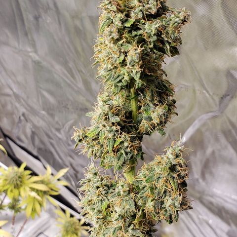 GSCE 5 Stumpy far Left growlog timeline photo