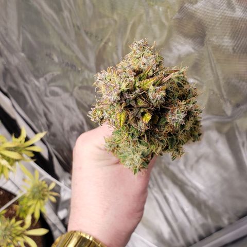 GSCE 5 Stumpy far Left growlog timeline photo