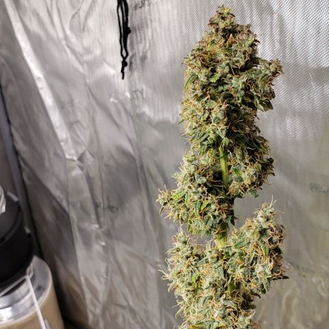 GSCE 5 Stumpy far Left growlog timeline photo