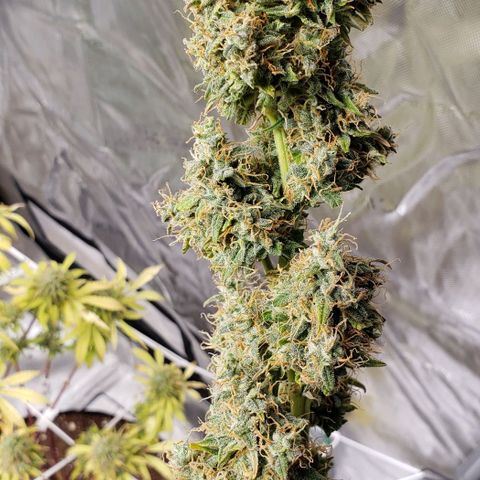 GSCE 5 Stumpy far Left growlog timeline photo