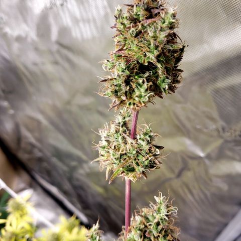 GSCE 4 Righty growlog timeline photo