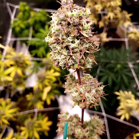 GSCE 4 Righty growlog timeline photo