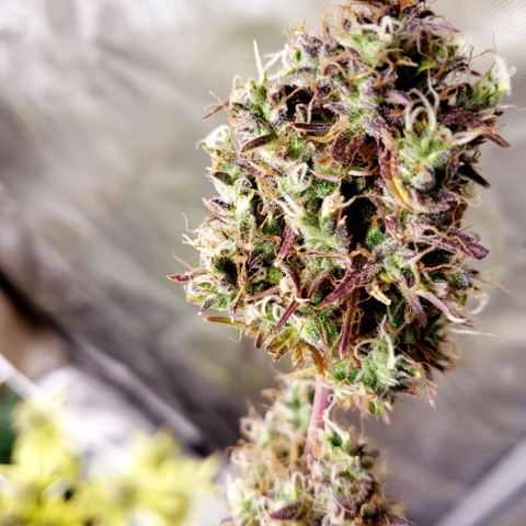 GSCE 4 Righty growlog timeline photo