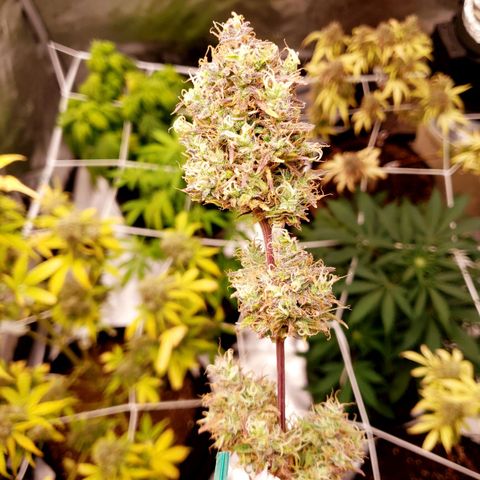 GSCE 4 Righty growlog timeline photo