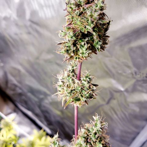 GSCE 4 Righty growlog timeline photo