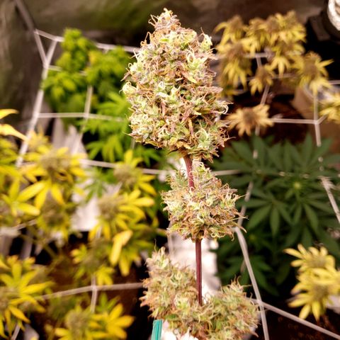 GSCE 4 Righty growlog timeline photo