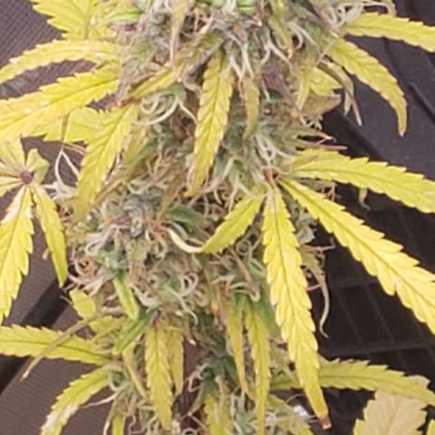 GSCE 2 Back growlog timeline photo