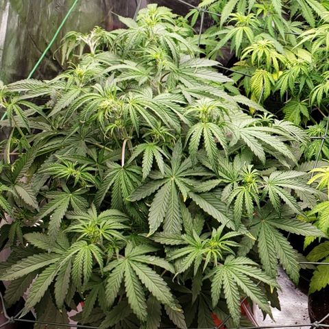 OG Kush Auto  growlog timeline photo