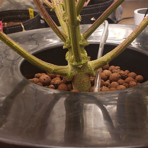OG Kush Auto  growlog timeline photo