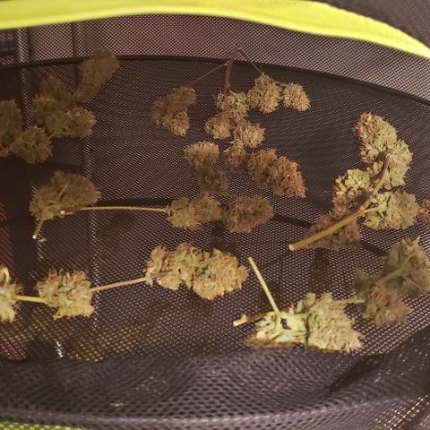 OG Kush Auto  growlog timeline photo