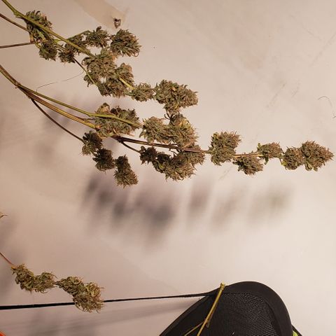 OG Kush Auto  growlog timeline photo