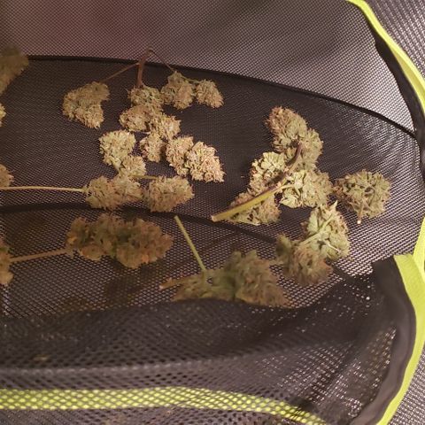 OG Kush Auto  growlog timeline photo