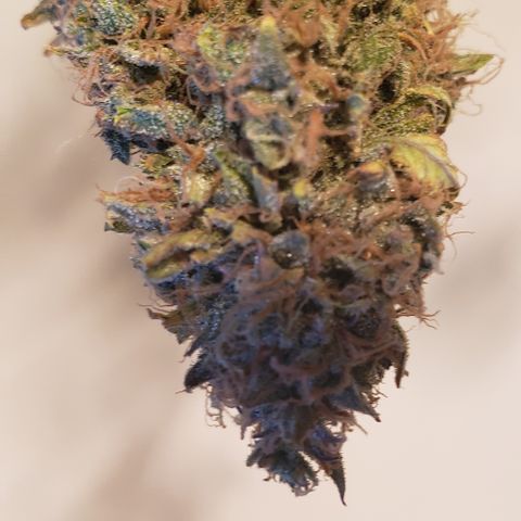 OG Kush Auto  growlog timeline photo