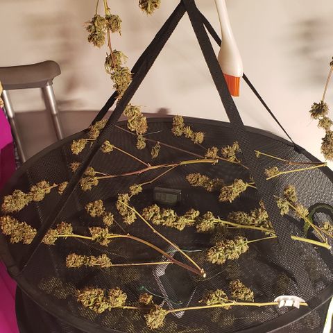OG Kush Auto  growlog timeline photo