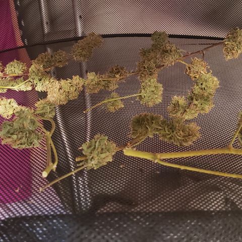 OG Kush Auto  growlog timeline photo