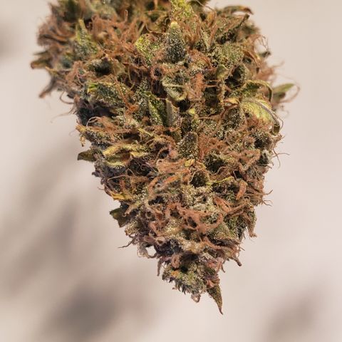 OG Kush Auto  growlog timeline photo