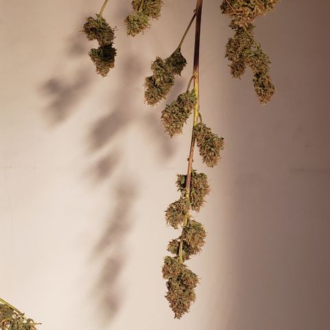 OG Kush Auto  growlog timeline photo