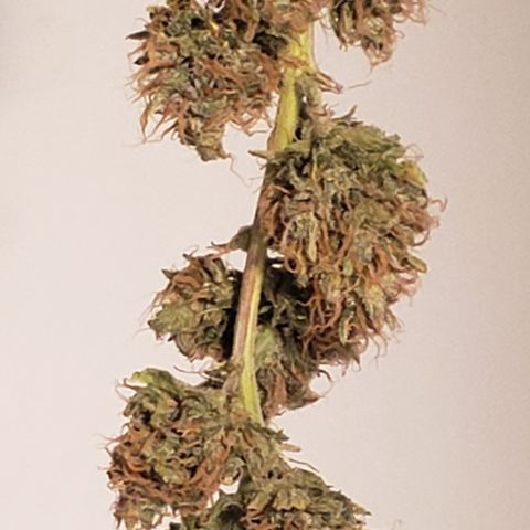 OG Kush Auto  growlog timeline photo