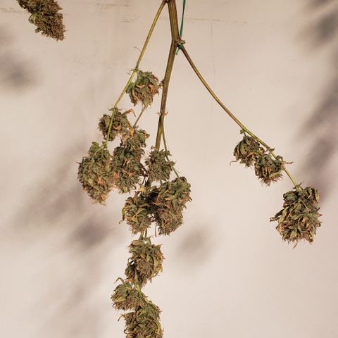 OG Kush Auto  growlog timeline photo